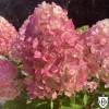 Hydrangea paniculata 'Pink and Rose' - Aedhortensia 'Pink and Rose' C2/2L